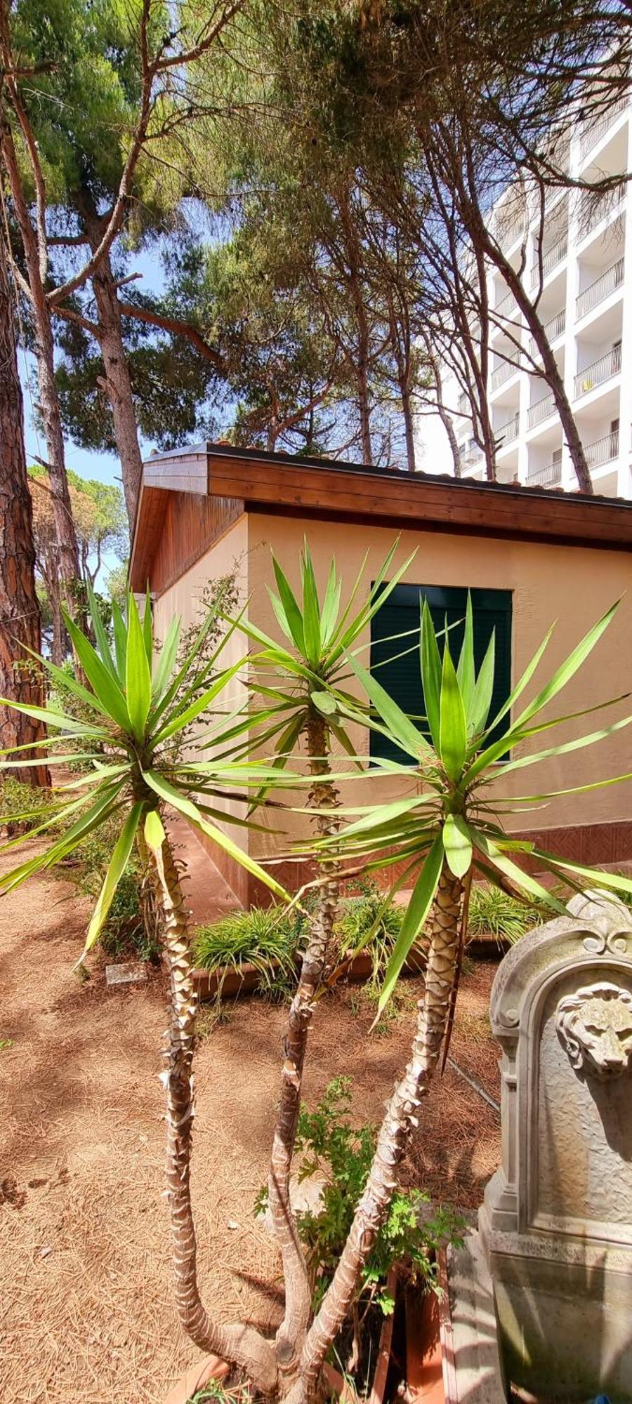 Bezhani